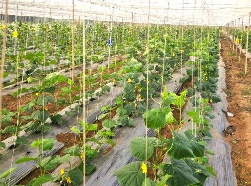 Organic Farming Organic Farming