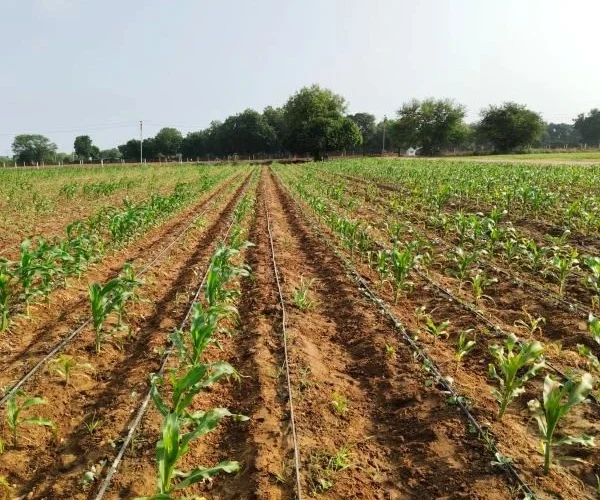 Prakrutik Farming