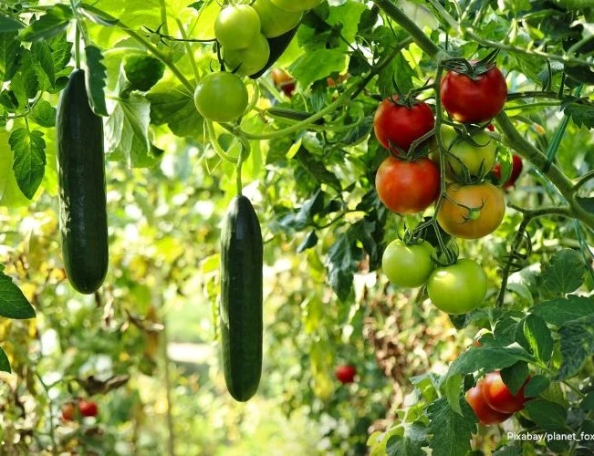 Vegetable Prakrutik Farm